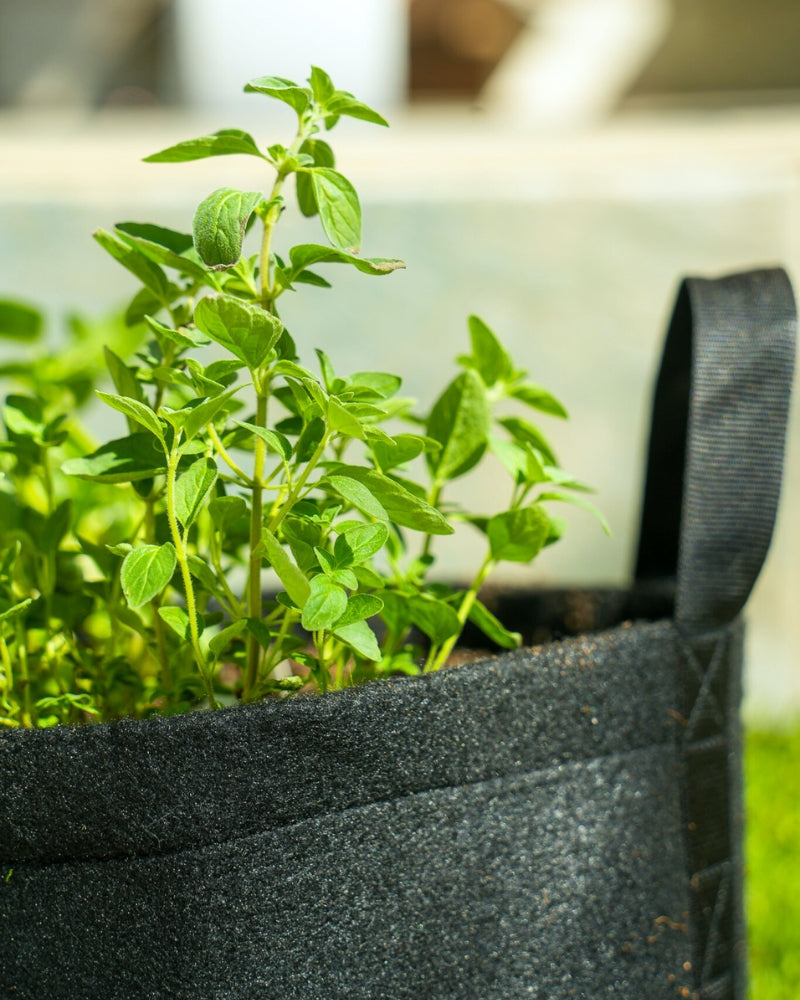 Sweet Mini Patio Garden Kit