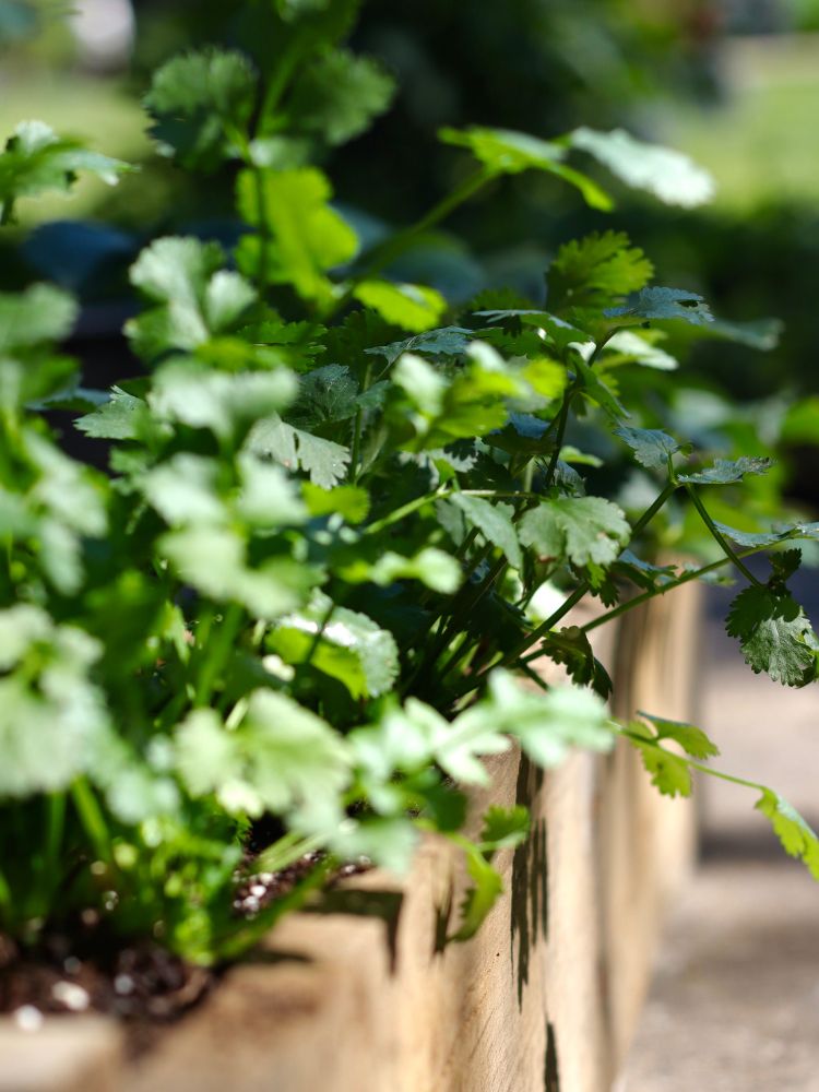 Pizza Garden Plant Collection