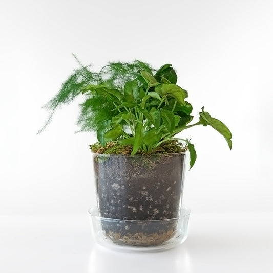 Terrarium Desktop Garden image