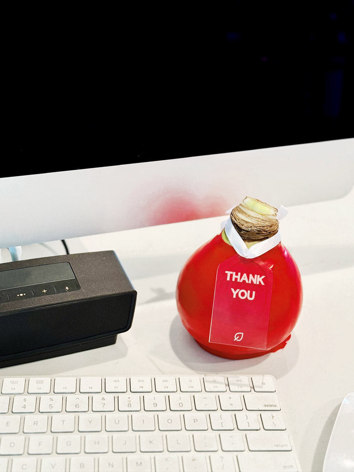 Red Waxed Amaryllis Bulb with minerva blooms