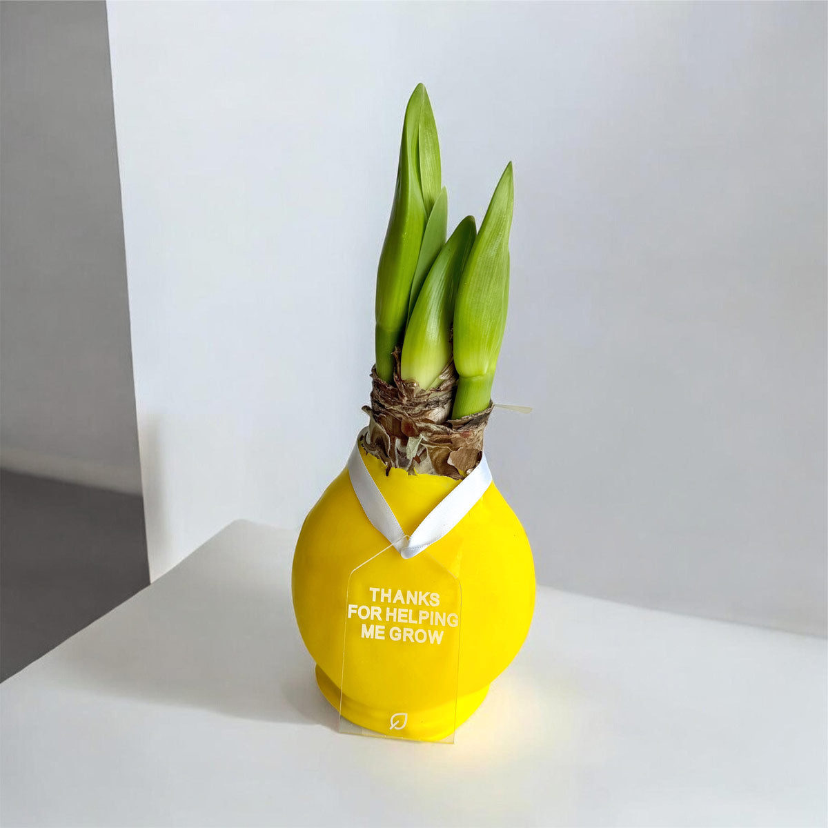 Sunshine Yellow Waxed Amaryllis Bulb with bold red blooms