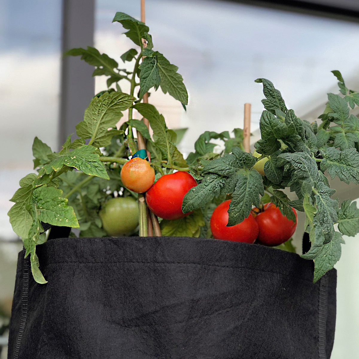 Caprese Garden Kit‎ with tomato + basil plants