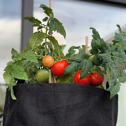 Super Hero Garden Kit with tomato + seasonal herbs