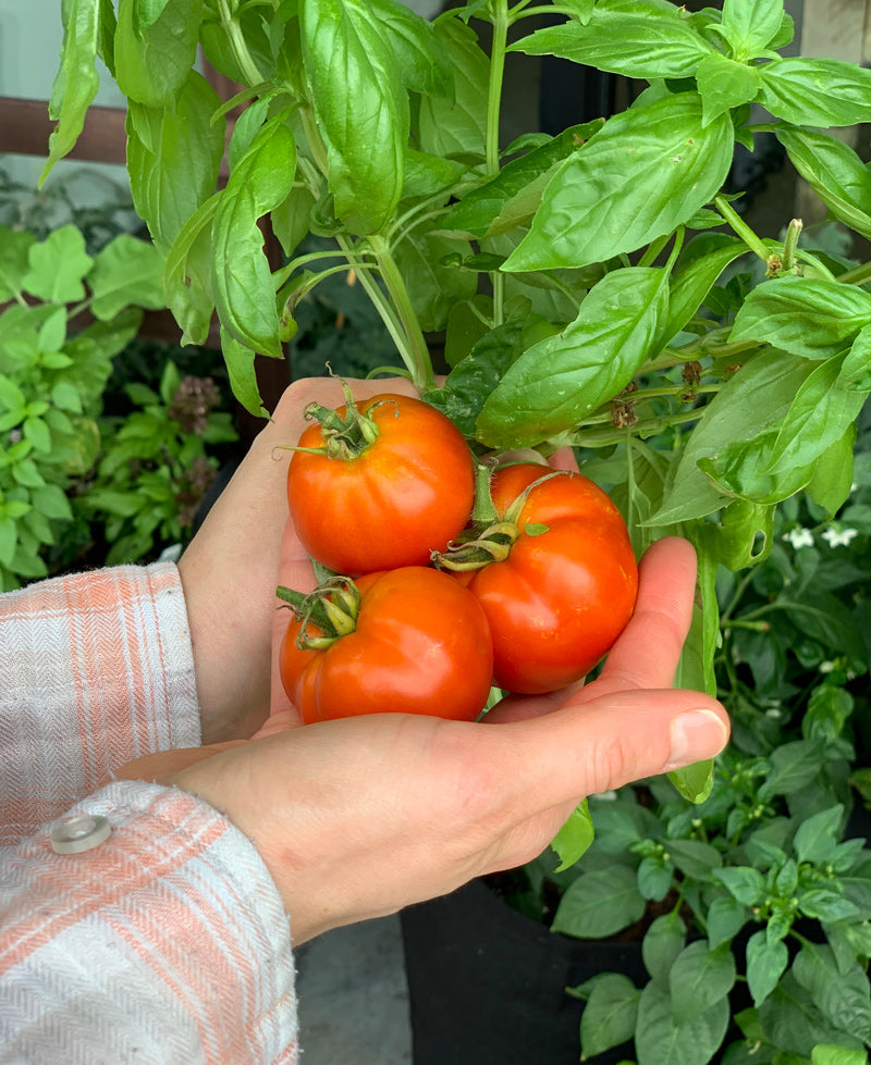 Pizza Garden Kit with tomato + herb plants