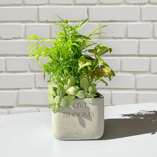 Love Blooms Tropical Desktop Garden image