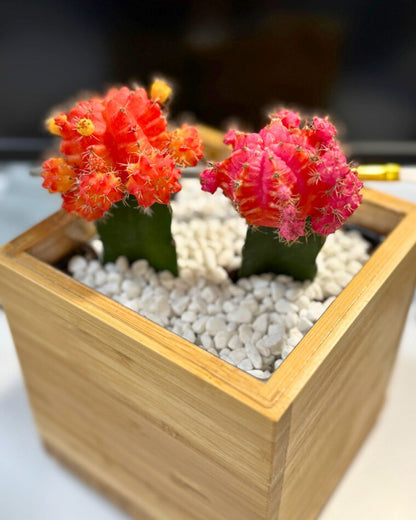 Colorful Moon Cactus Desktop Garden