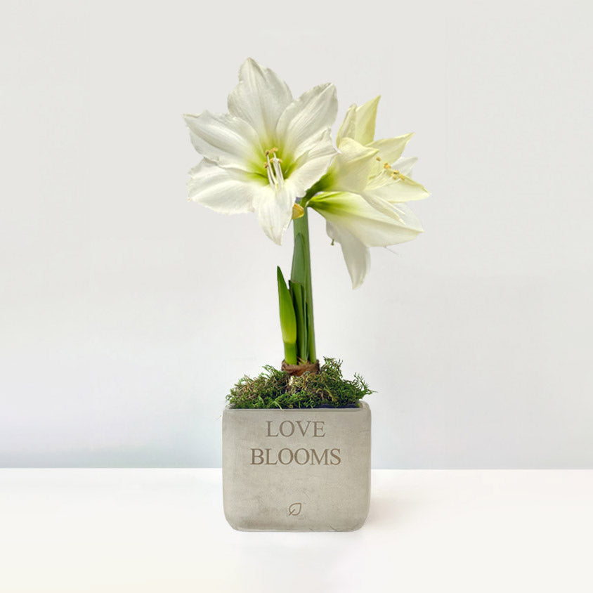 Love Blooms Amaryllis Desktop Plant