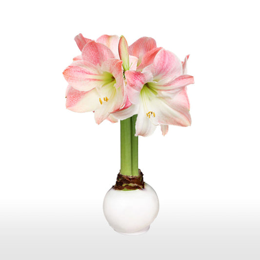 White Waxed Amaryllis Bulb‎ with pink + white blooms
