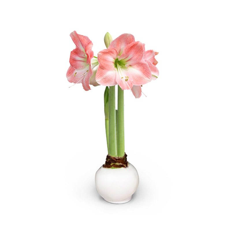 White Waxed Amaryllis Bulb with pink + white blooms