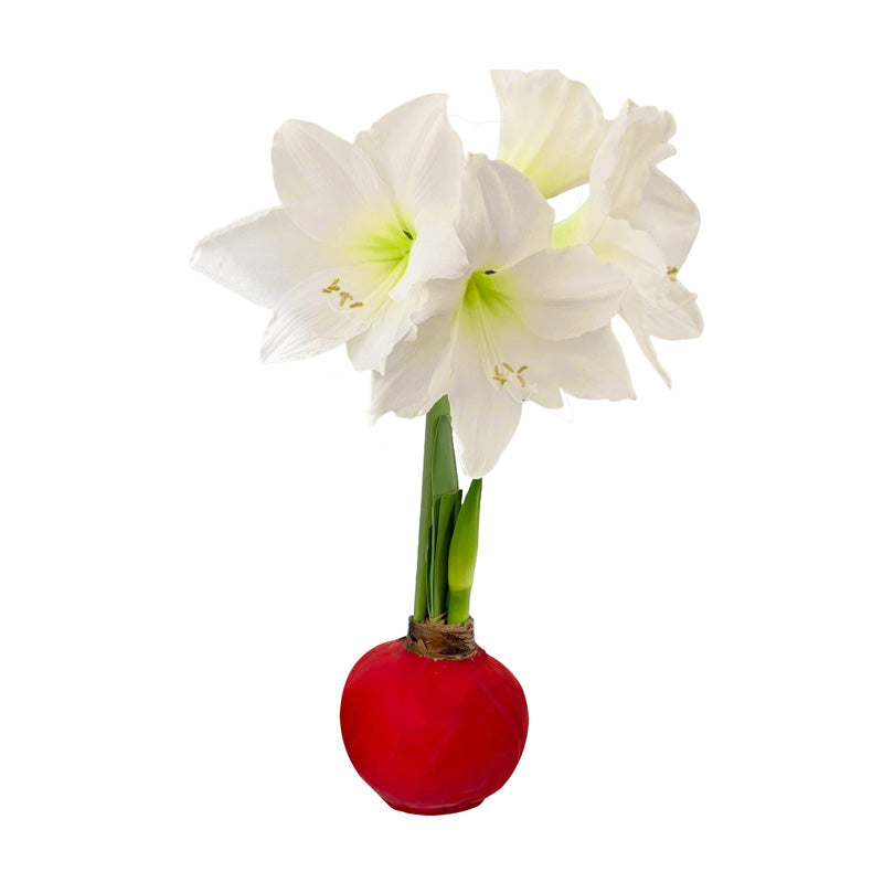 Winter Waxed Amaryllis Bulb with bright white blooms