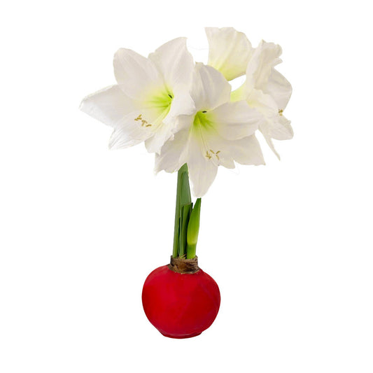 Red Waxed Amaryllis Bulb‎ with white blooms