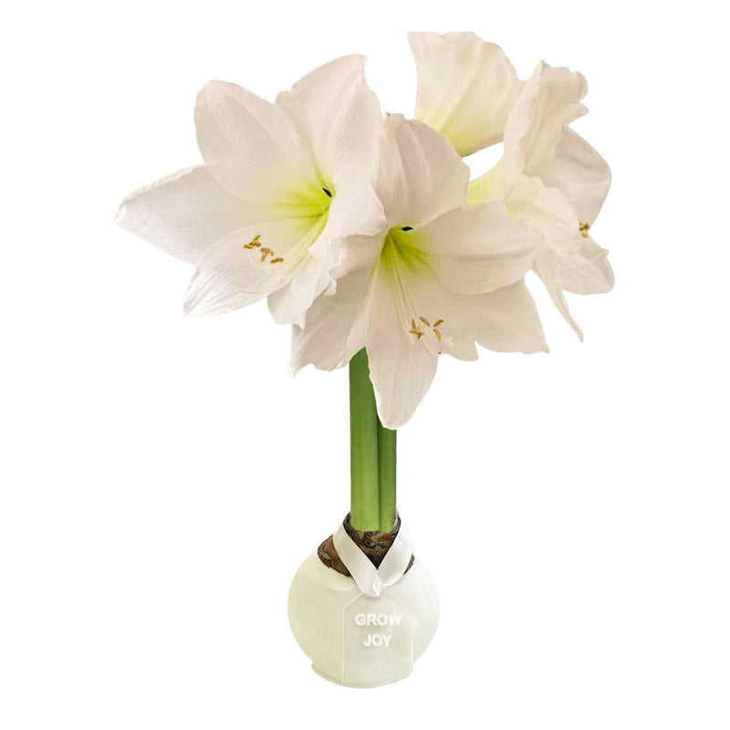 Winter Waxed Amaryllis Bulb with bright white blooms
