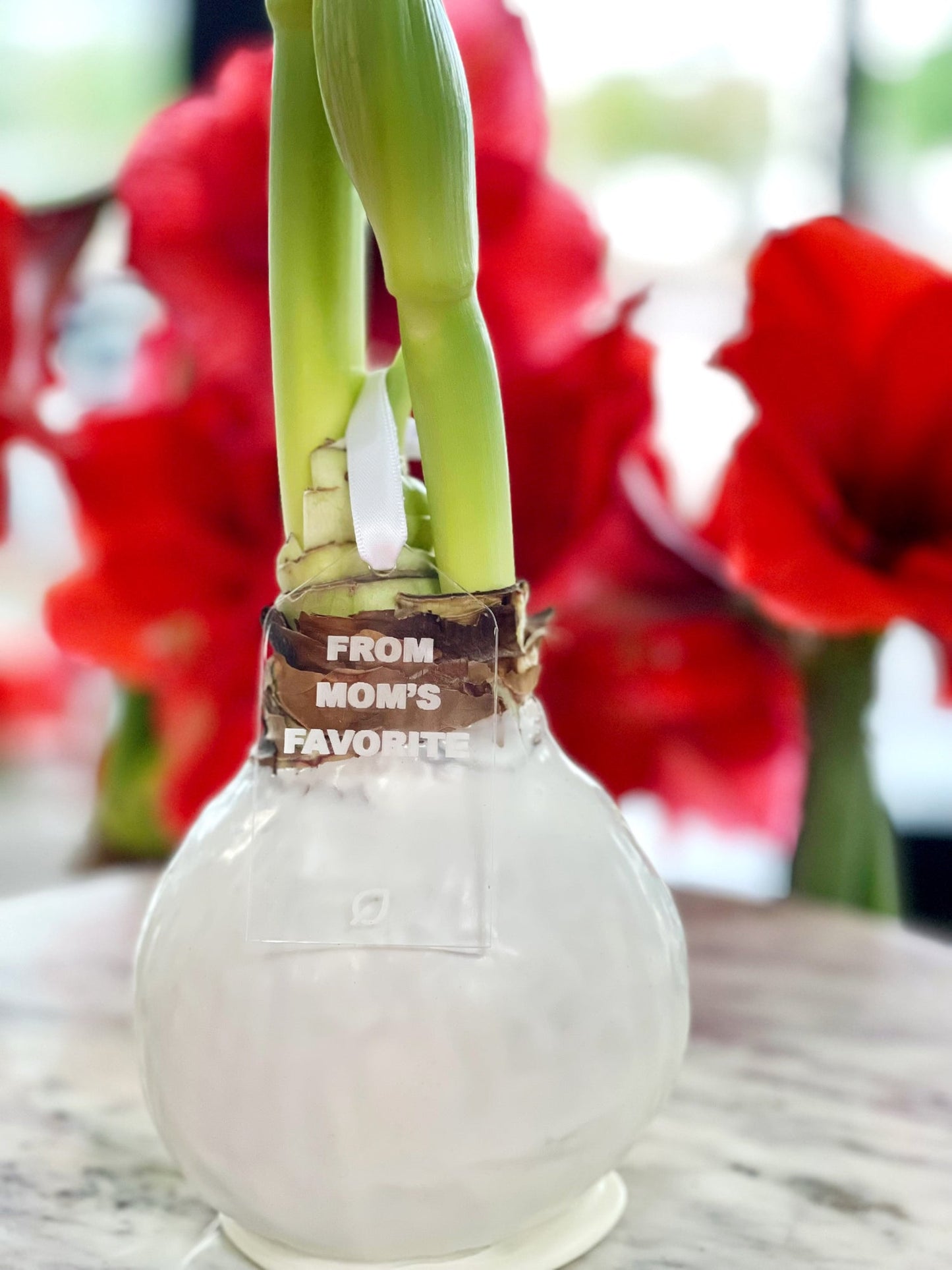 Winter Waxed Amaryllis Bulb with XL White Blooms