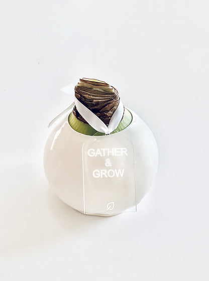 Winter Waxed Amaryllis Bulb with XL White Blooms