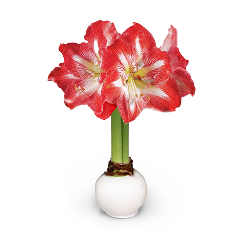 White Wax-Dipped Minerva Amaryllis Bulb with red + white blooms