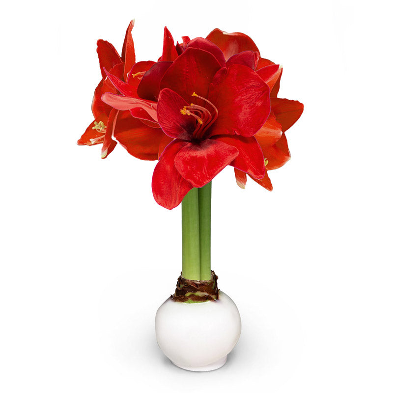 Winter Waxed Amaryllis Bulb with bold red blooms