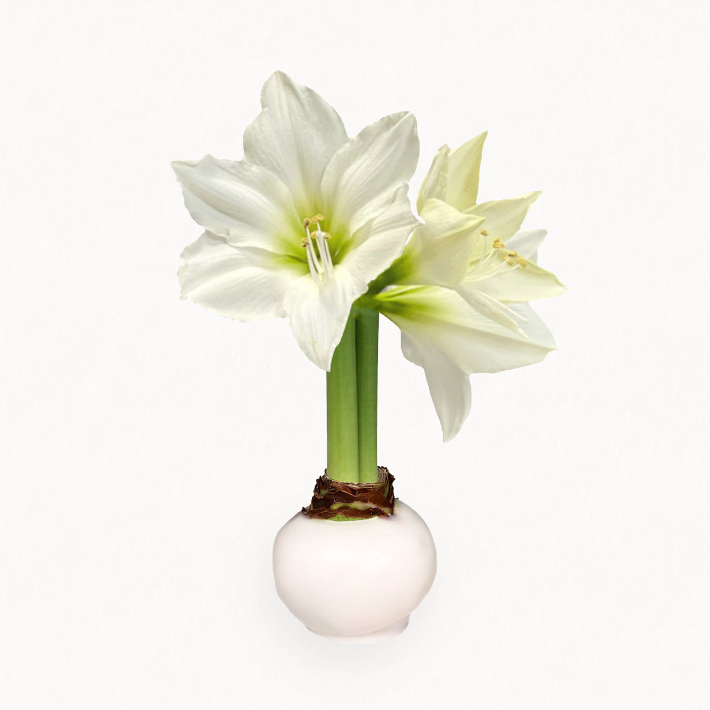 Winter Waxed Amaryllis Bulb with bright white blooms