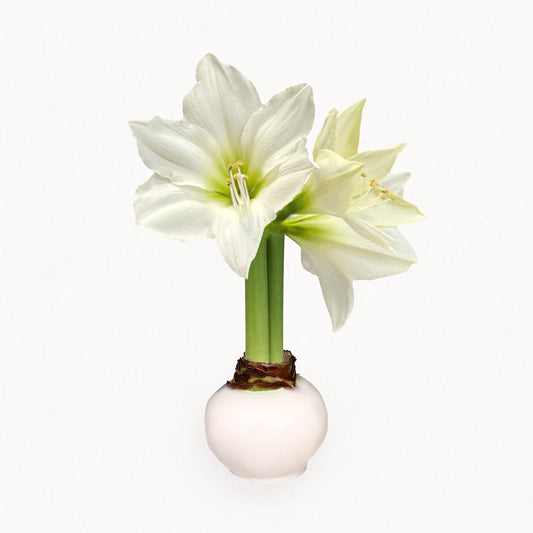 image of Winter Waxed Amaryllis Bulb with bright white blooms