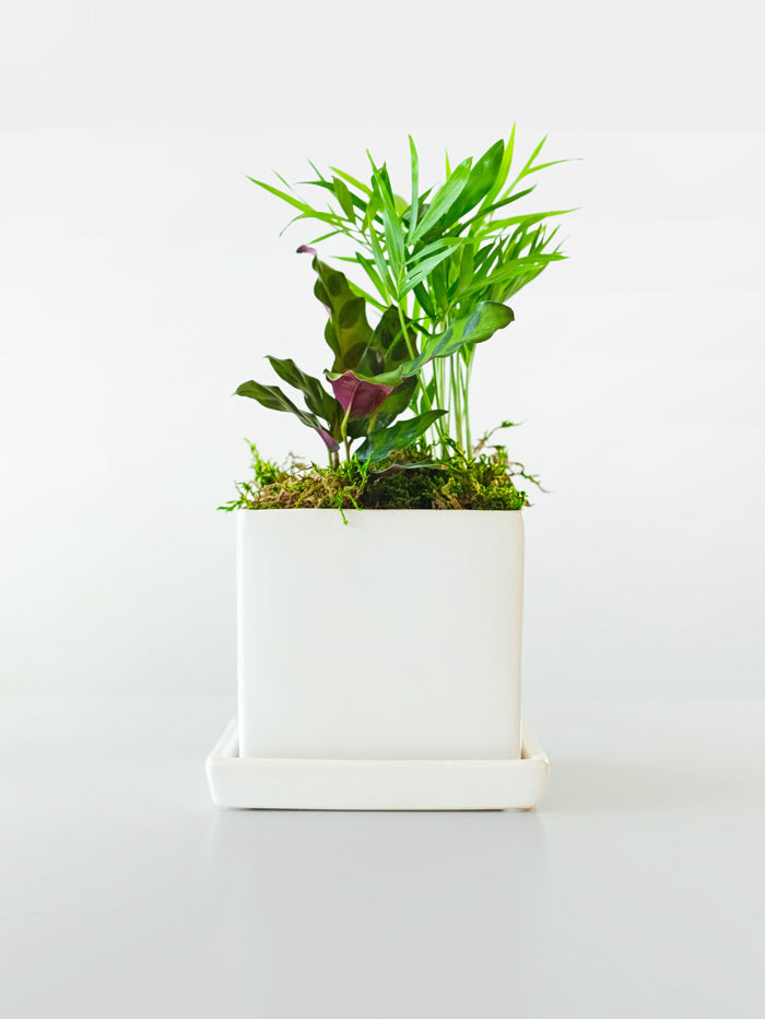 Mini Tropical Indoor Garden in white ceramic planter