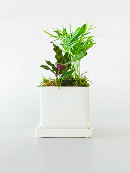 Mini Tropical Indoor Garden in white ceramic planter