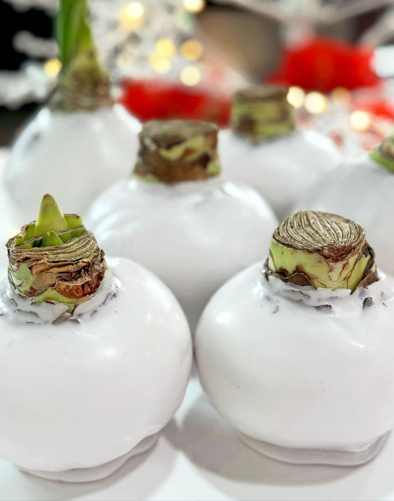 Winter Waxed Signature Amaryllis Bulb with white blooms