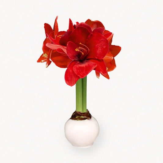 image of Winter Waxed Amaryllis Bulb with bold red blooms