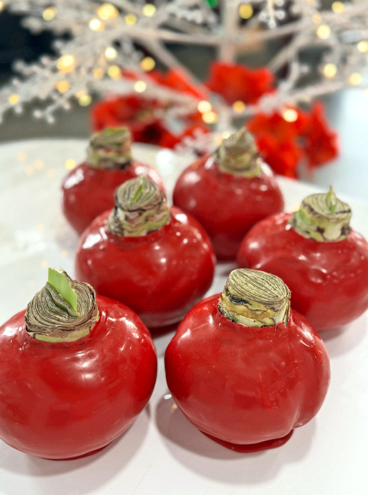 Personalized Holiday Red Waxed Amaryllis Bulb with bright white blooms
