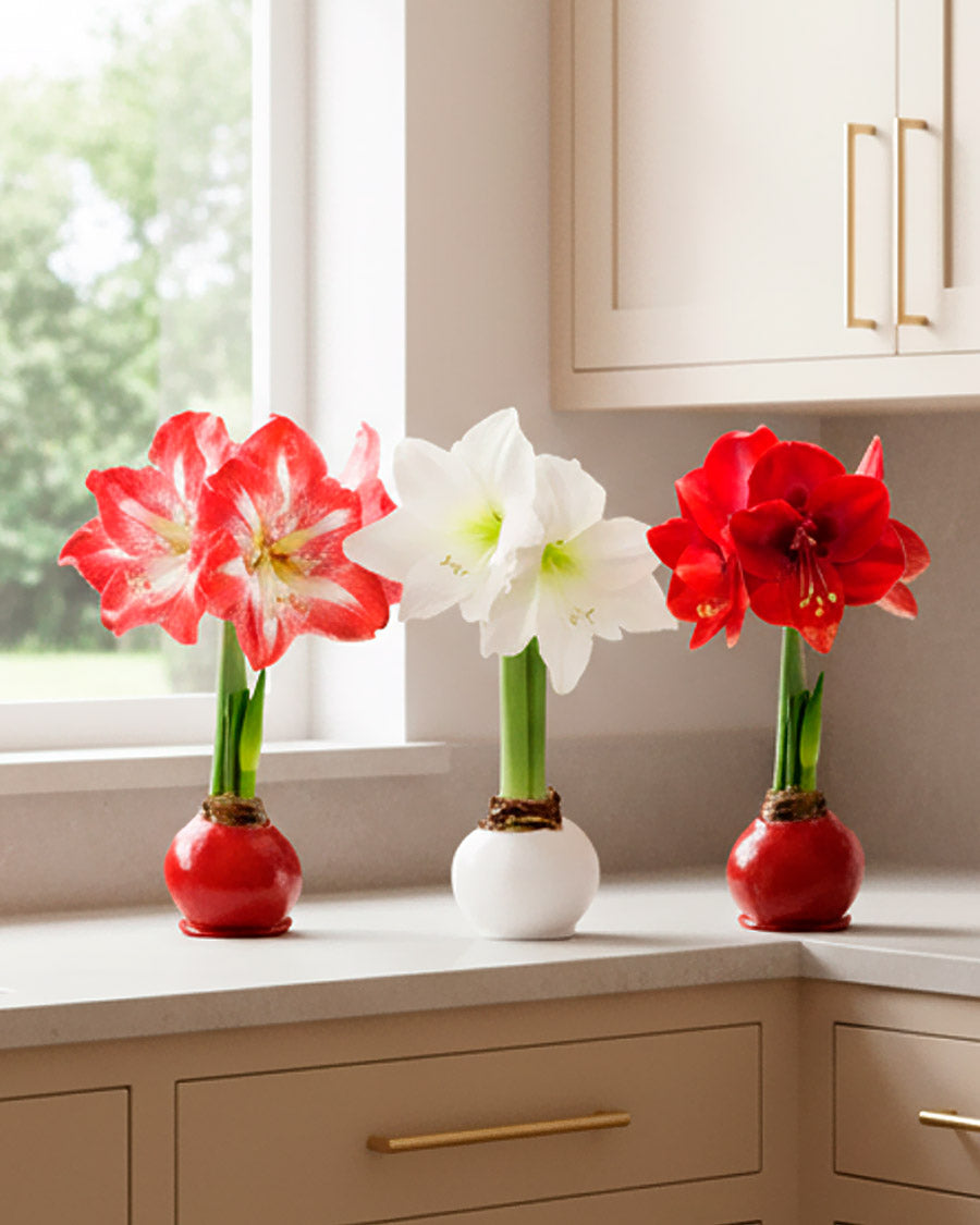 Winter Waxed Amaryllis Bulb with bright white blooms