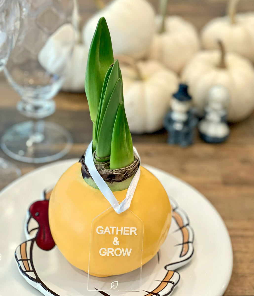 Fall Waxed Amaryllis Bulb with sovereign blooms