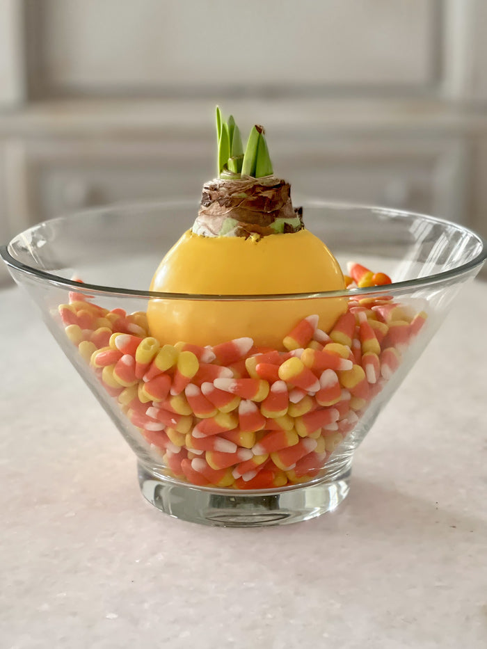 Fall Waxed Amaryllis Bulb with sovereign blooms