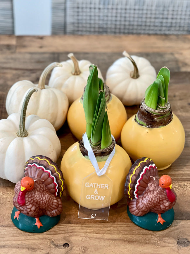 Fall Waxed Amaryllis Bulb with sovereign blooms