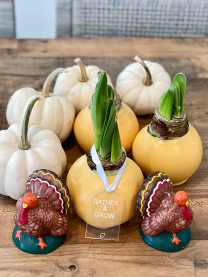 Fall Waxed Amaryllis Bulb with sovereign blooms