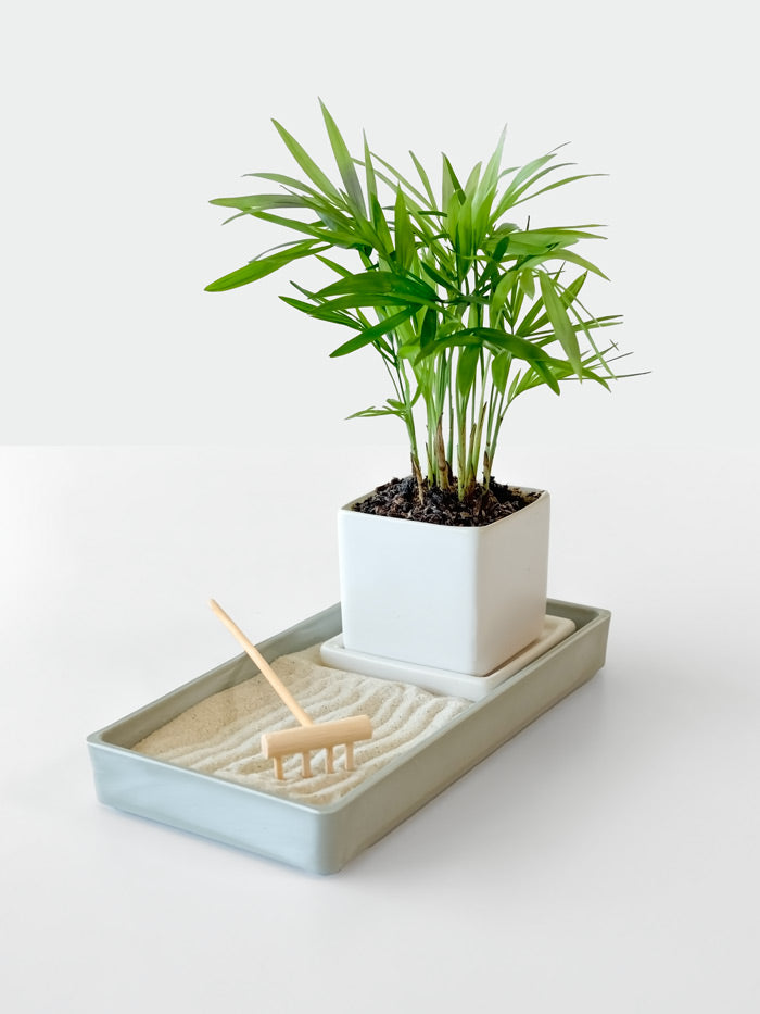 Zen Desktop Garden with mini tropical plant