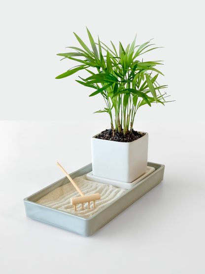 Zen Desktop Garden with mini tropical plant