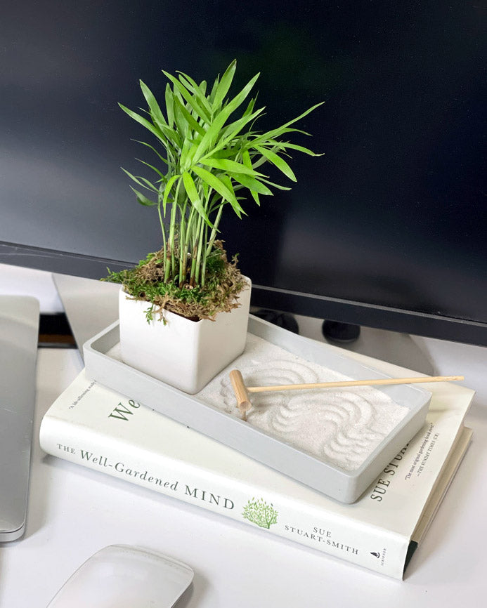 Zen Desktop Garden with mini tropical plant