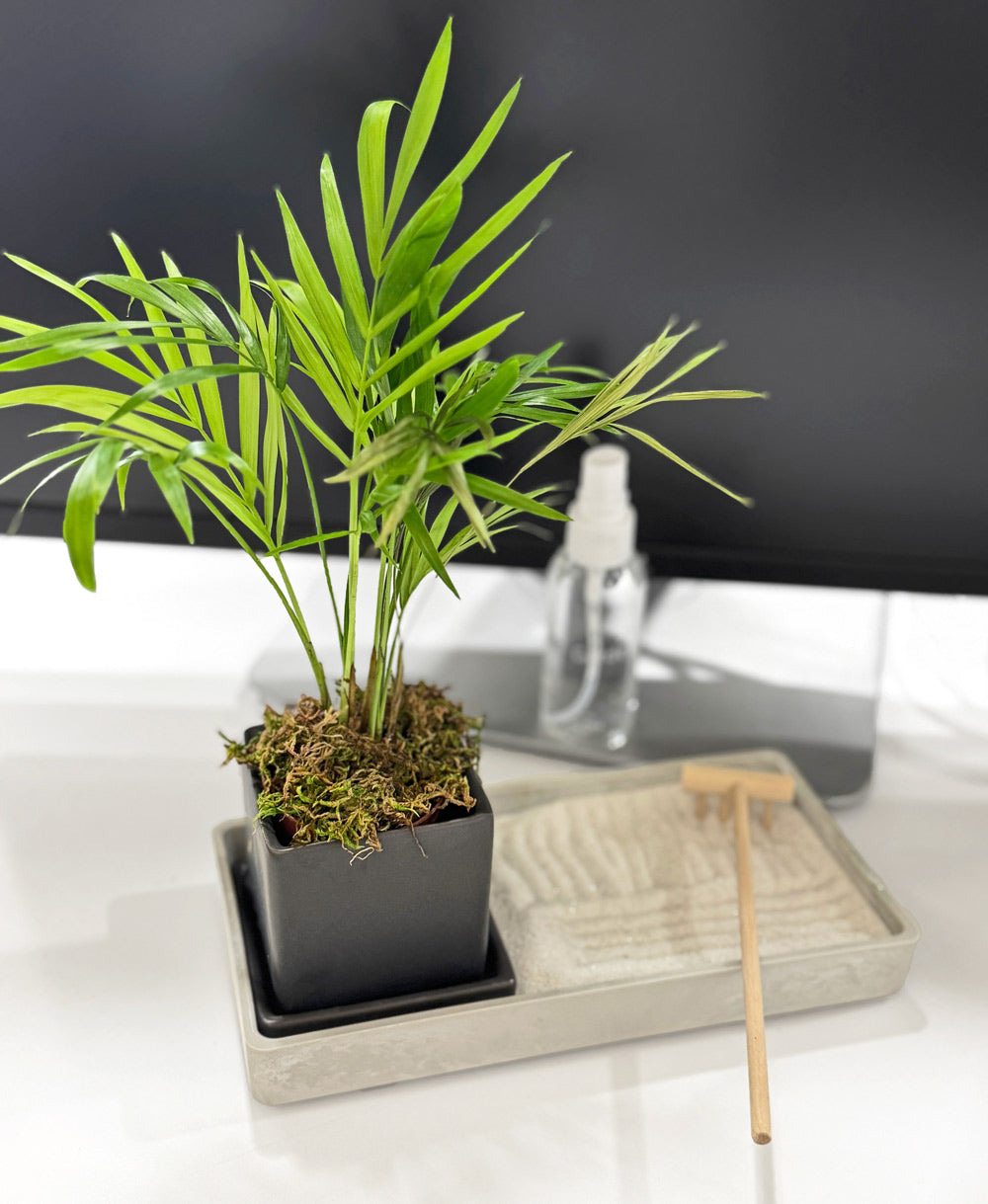 Zen Desktop Garden with mini tropical plant