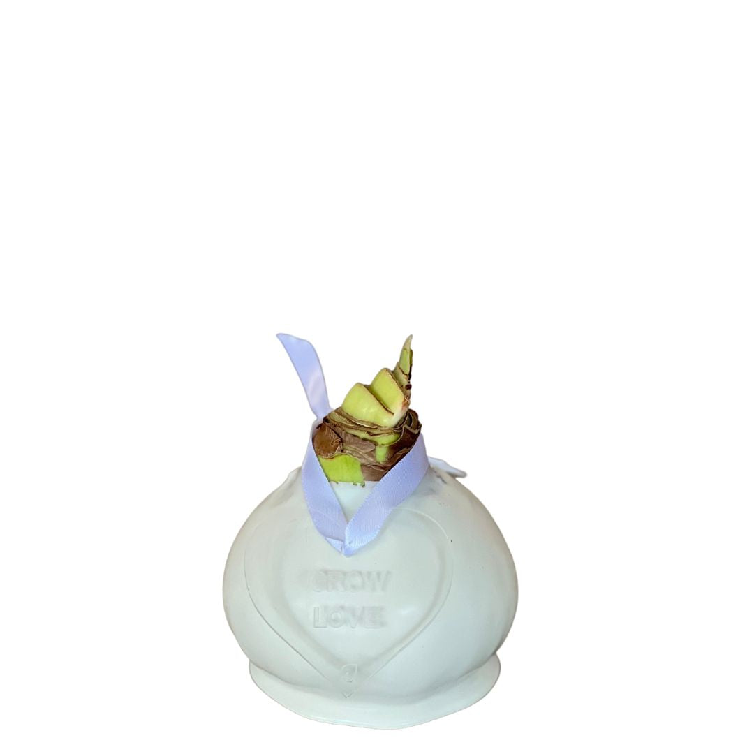 White Waxed Amaryllis Bulb with Pink & White Bloom