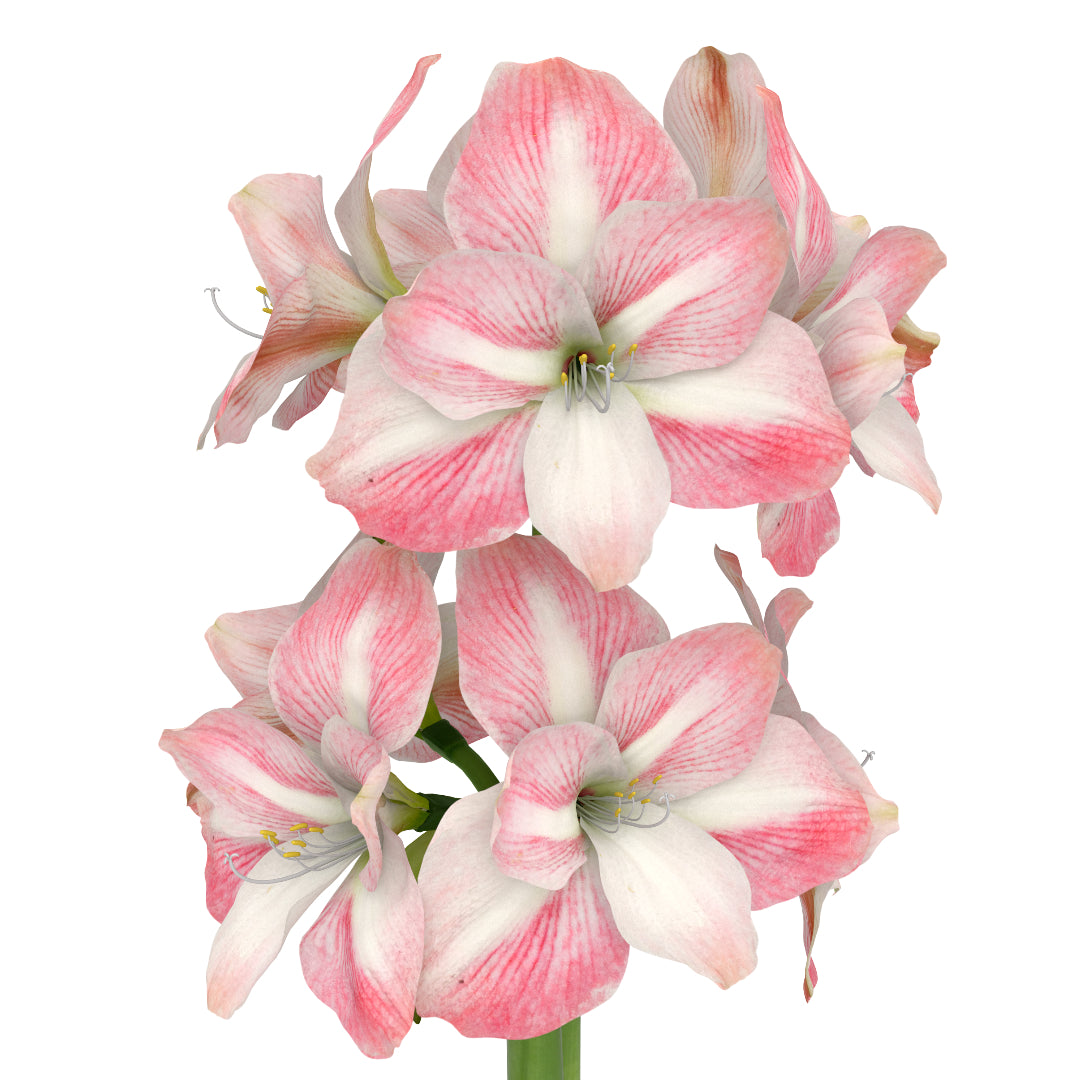 White Waxed Amaryllis Bulb with Pink & White Bloom