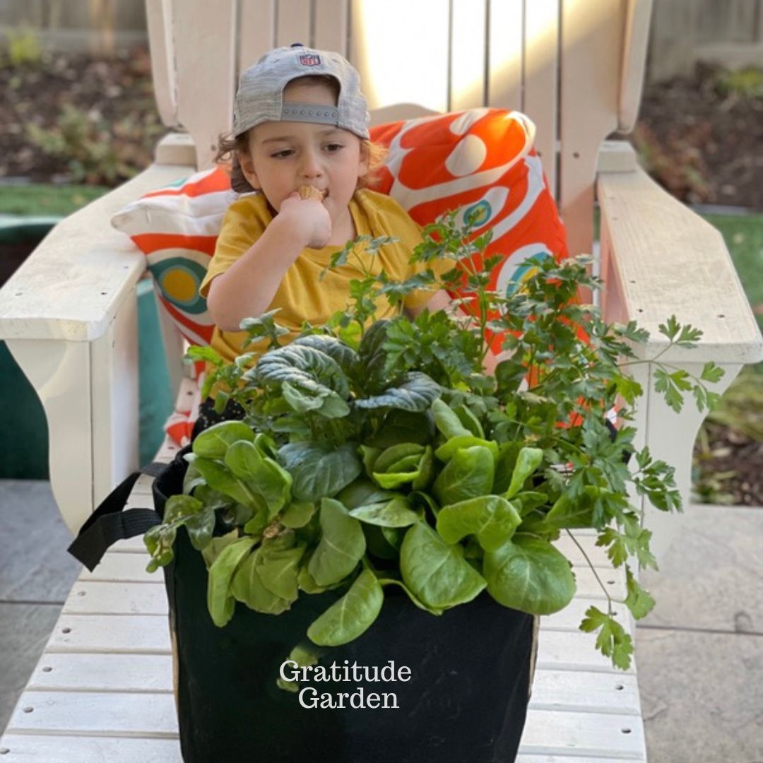 Gratitude Garden Kit with leafy greens + seasonal herbs