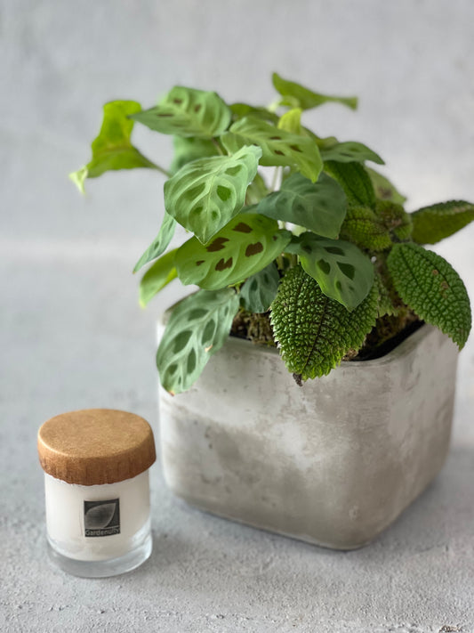Tropical Desktop Garden Gift Set with Votive Candles image