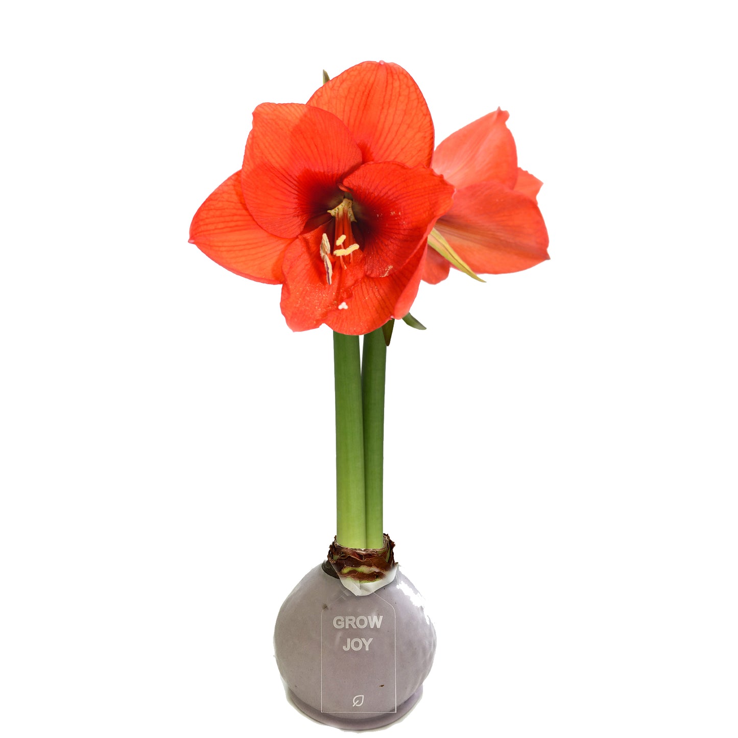 Lilac Waxed Amaryllis Bulb with Sovereign Bloom