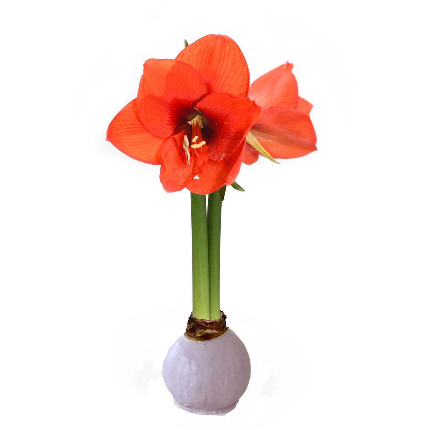 Lilac Waxed Amaryllis Bulb with Sovereign Bloom