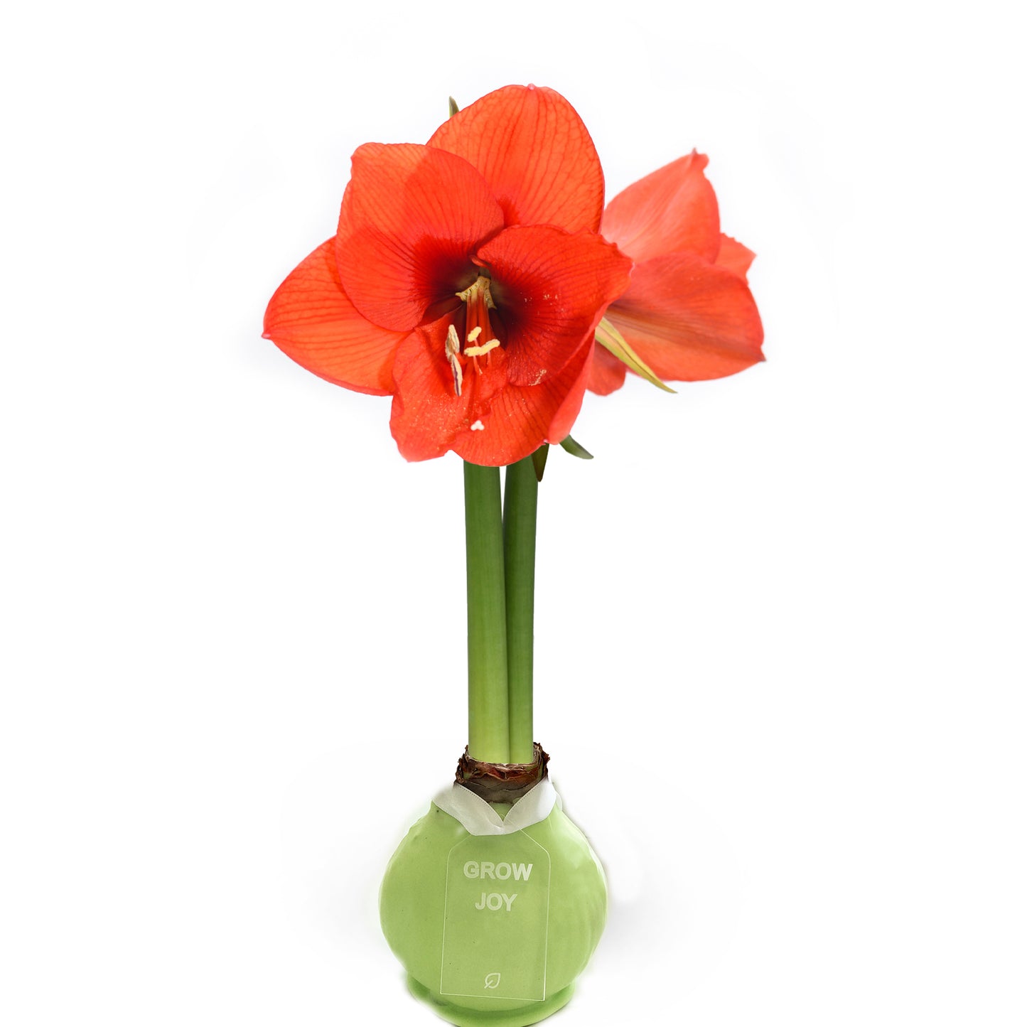 Mint Waxed Amaryllis Bulb with Sovereign Bloom