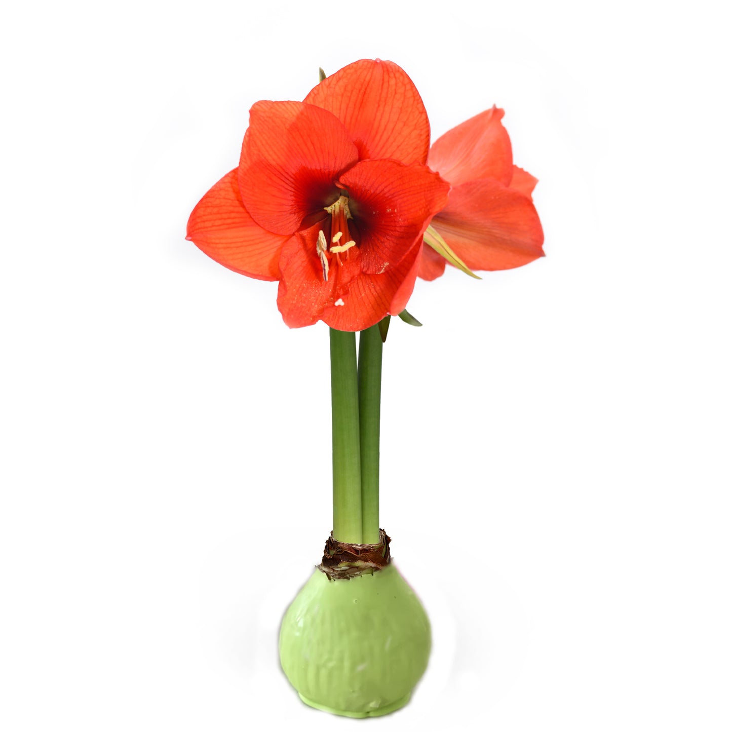 Mint Waxed Amaryllis Bulb with Sovereign Bloom