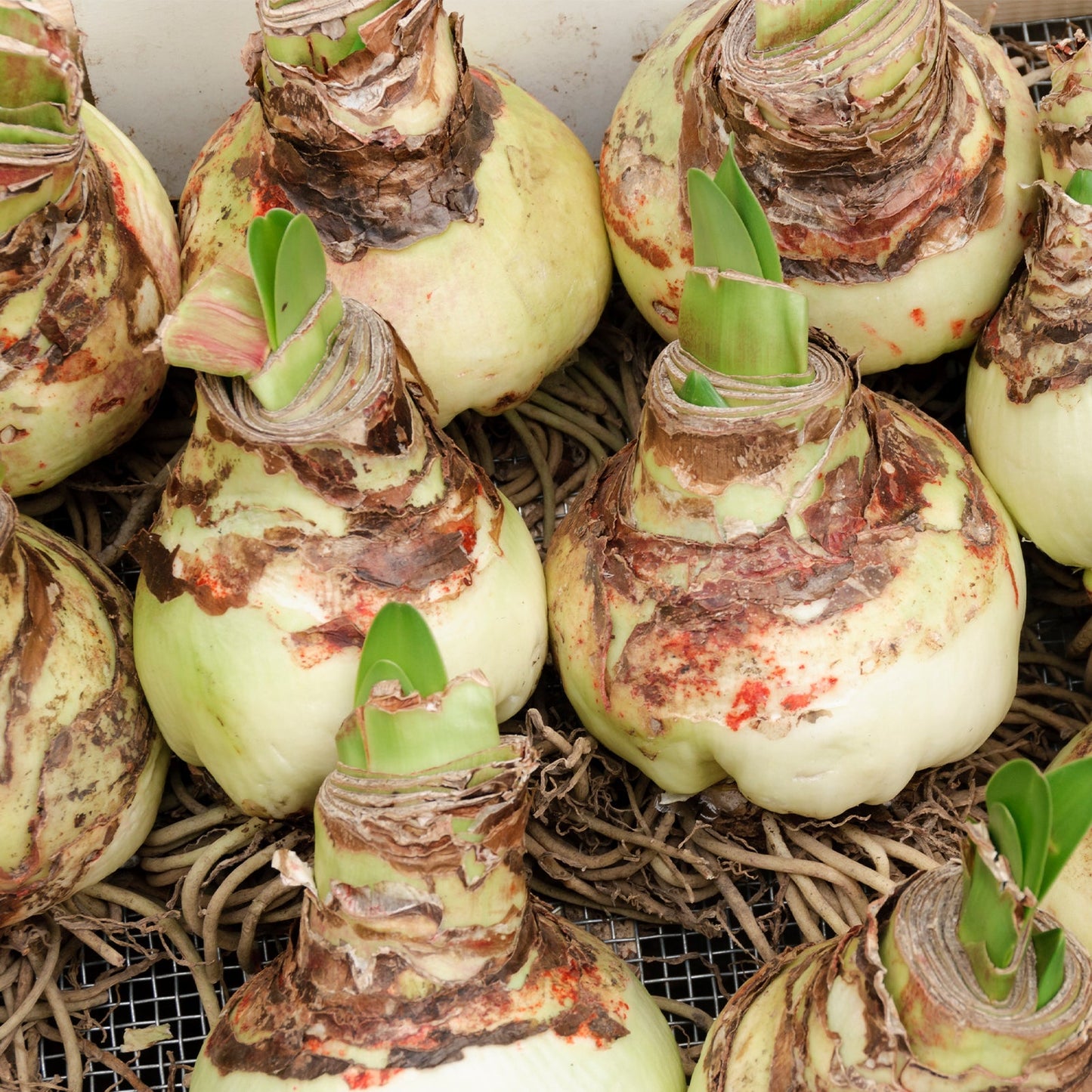 Unplanted Alfresco Amaryllis Bulb