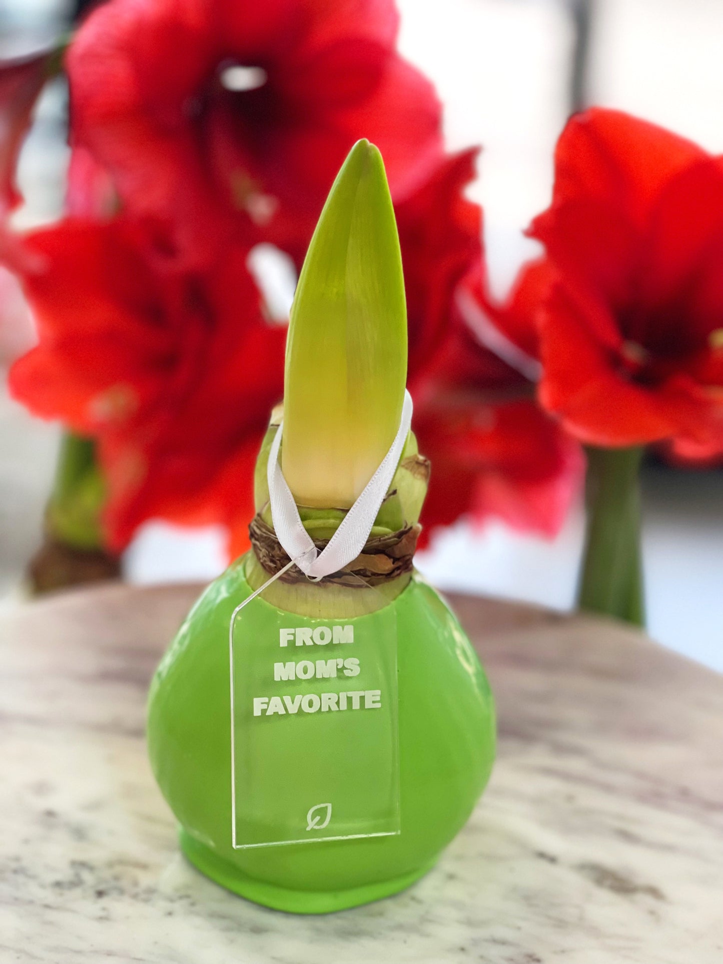 Mint Waxed Amaryllis Bulb with Sovereign Bloom