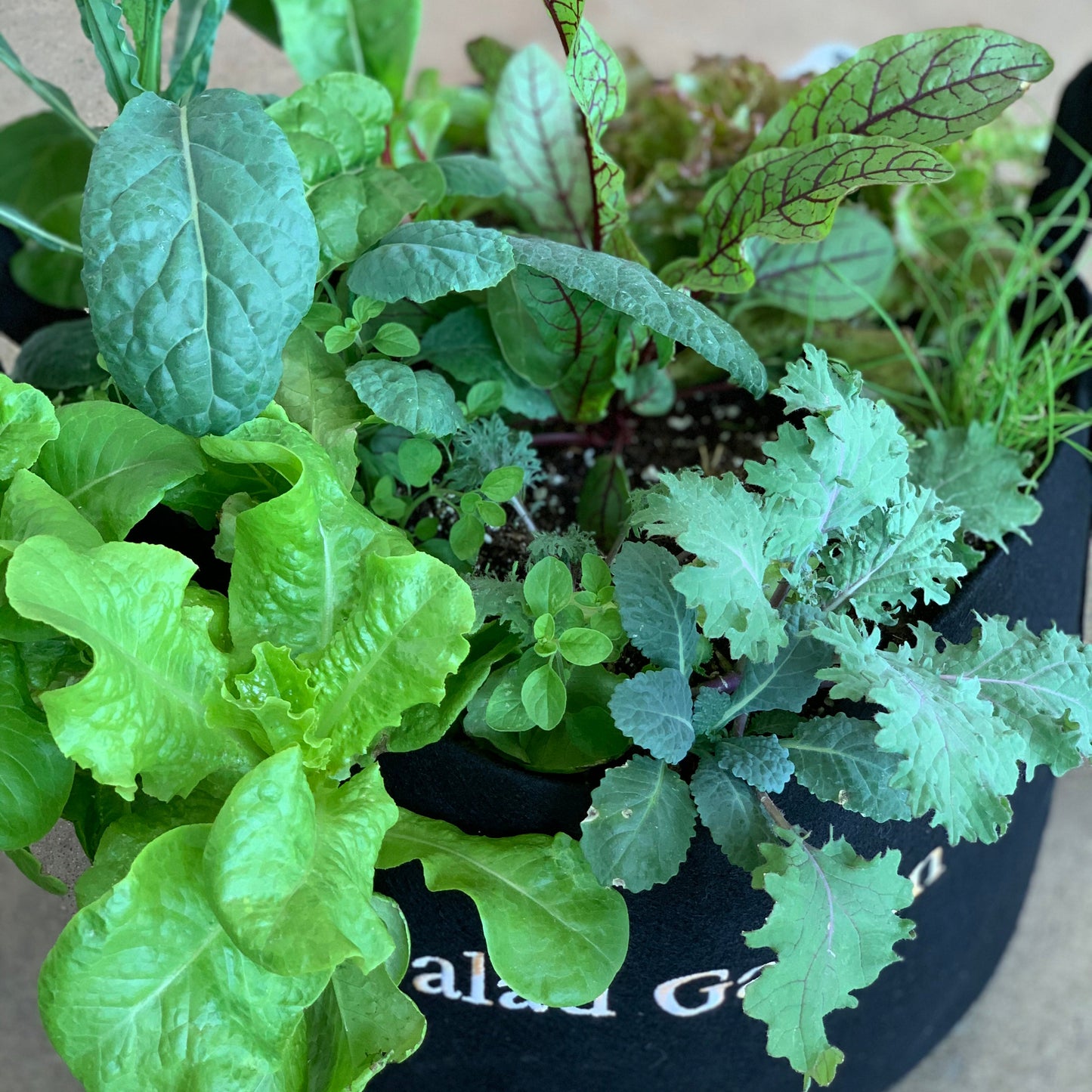 Salad Garden Kit with leafy greens + herbs