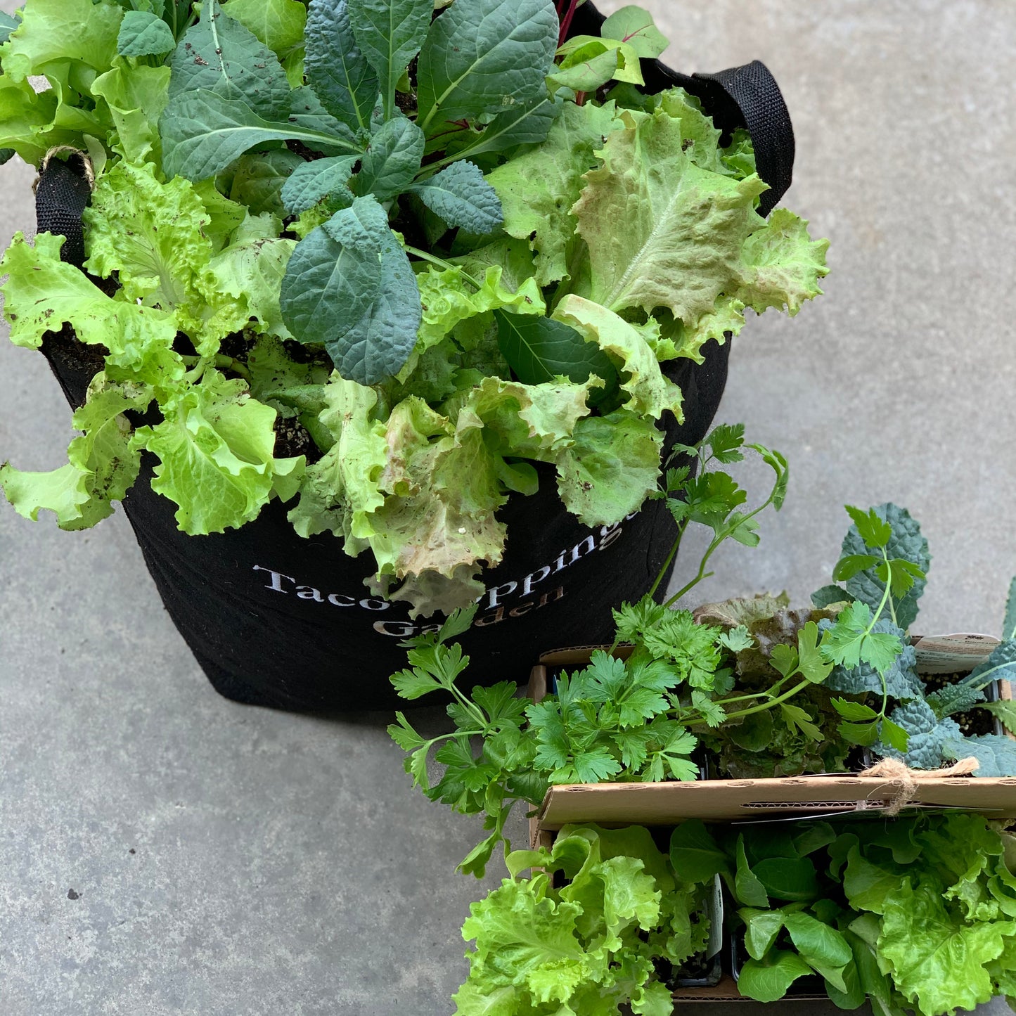 Taco Toppings Garden Kit with leafy greens + herbs