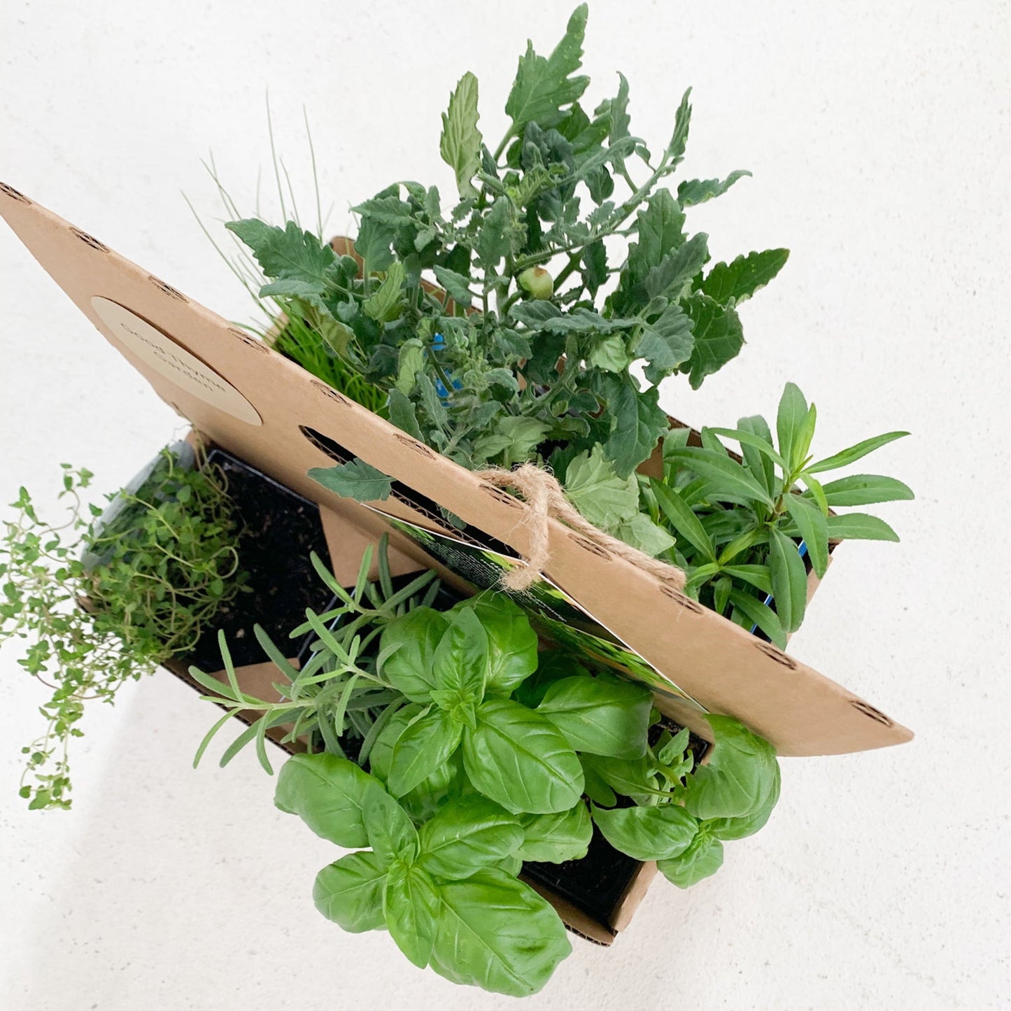 Taco Toppings Garden Kit‎ with tomato plant + herbs