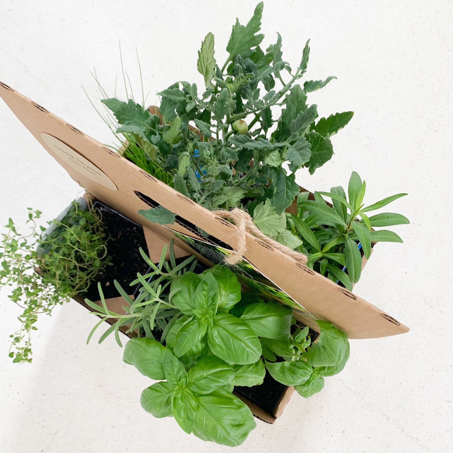 Taco Toppings Garden Kit with tomato plant + herbs